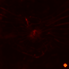 MaxViT · LRP heatmap