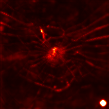 MaxViT · LRP, scaled without the watermark heatmap